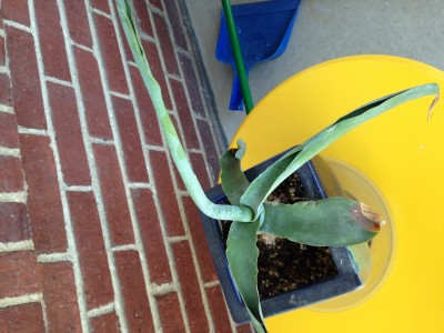 Agave Leaves Curling