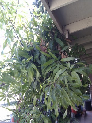 15 year old mango tree in phoenix