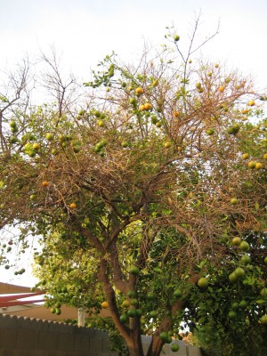 Please help me diagnose my orange tree