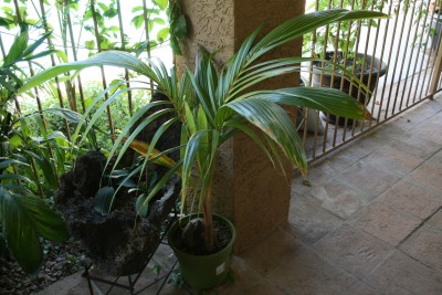 What rare to Phoenix palms are you growing?