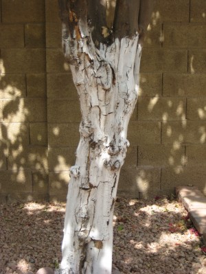 Lemon tree bark  cracking and peeling