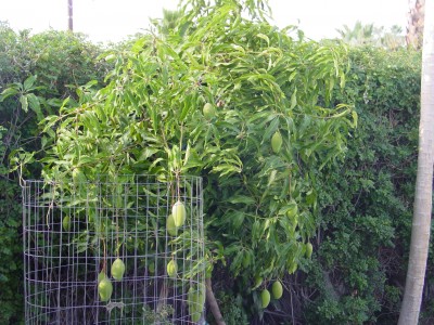 Phoenix Mango Tree Pics