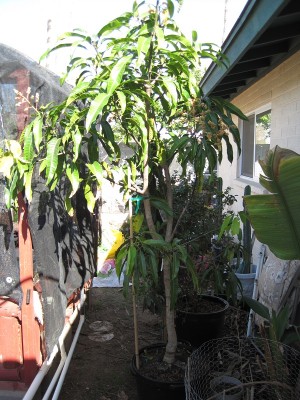 anyone growing mangos in pots?