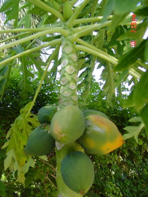 Papaya and the Wicked Summer's Heat