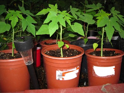 Sprouting Papaya