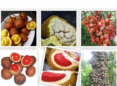 Tropical fruit seeds for sale (Borneo fruit seeds for sale)