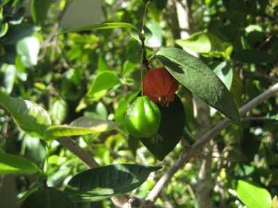 Surinam cherry fruit