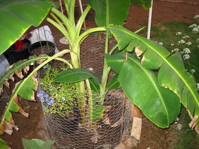 Planted Banana