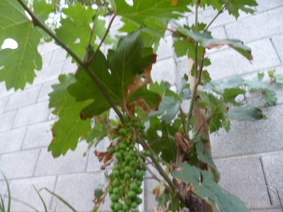2 year old Zinfindal grape