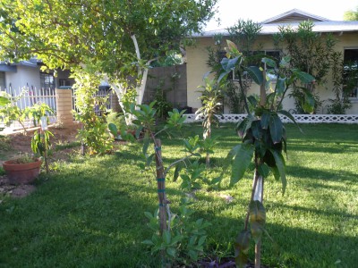 Front yard, lemon guava, Timotayo mango, (back) alot more, tommy atkins ect.