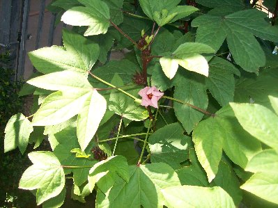 roselle" Jamica Hibiscus
