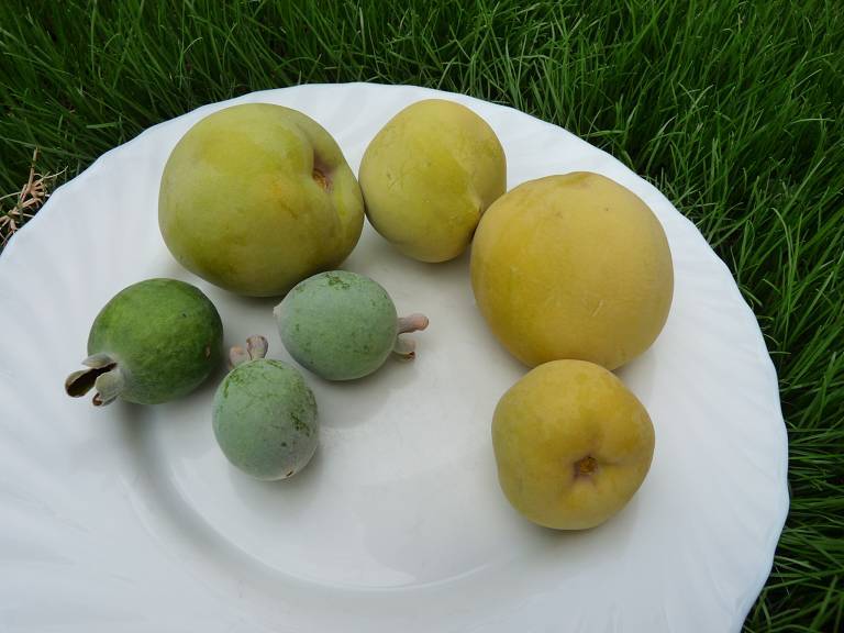 White Sapotes and Pineapple Guavas