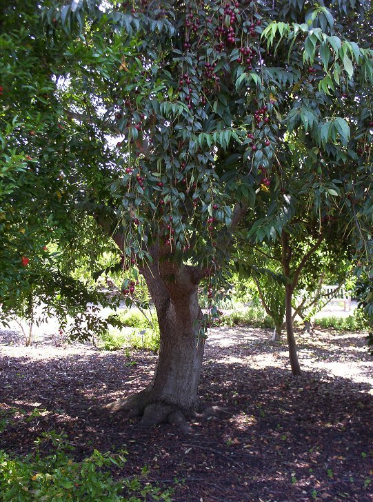 Capulin Cherry