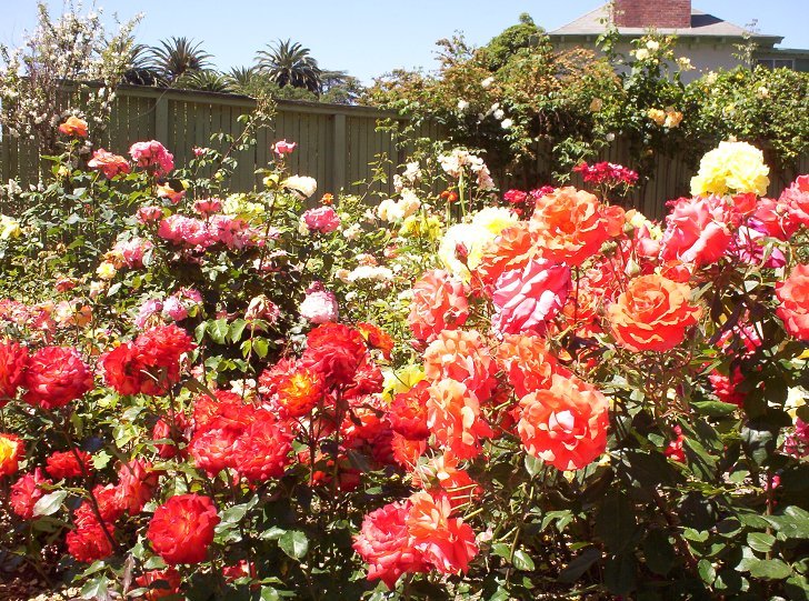 Ruth Bancroft Rose Garden