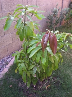 Seedling Mango