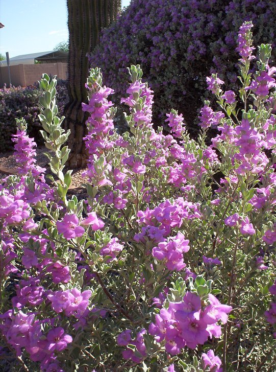 Texas Sage Flowers