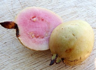 Tropic Pink Guava Fruit
