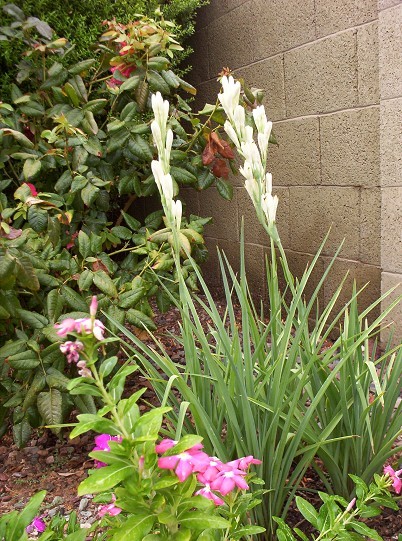 Growing Tuberose In Phoenix Arizona - Rajanigandha, Nardo