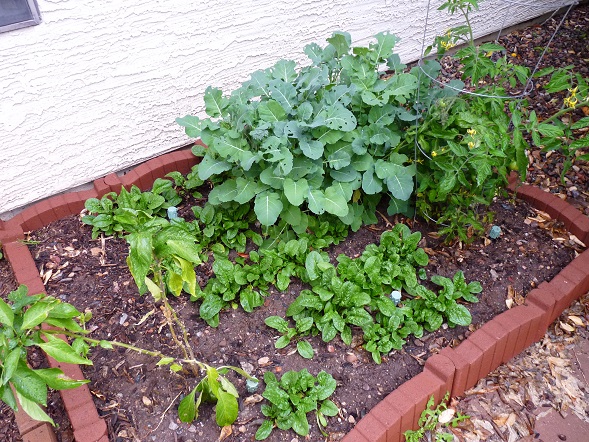 Vegetable Garden In Phoenix