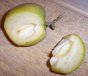 Suebelle White Sapote - Ripe Fruit